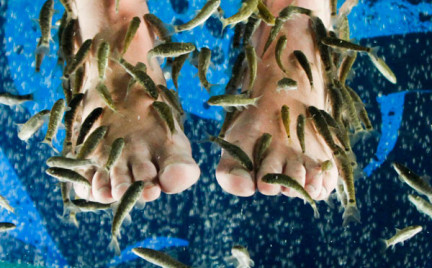 Co o tym sądzicie: pedicure Garra rufa SPA z rybkami