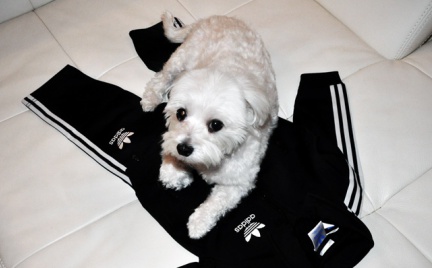 Pies Rocky: nowa ikona stylu