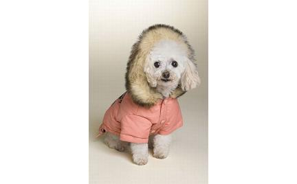 Kurtka dla psa Juicy Couture